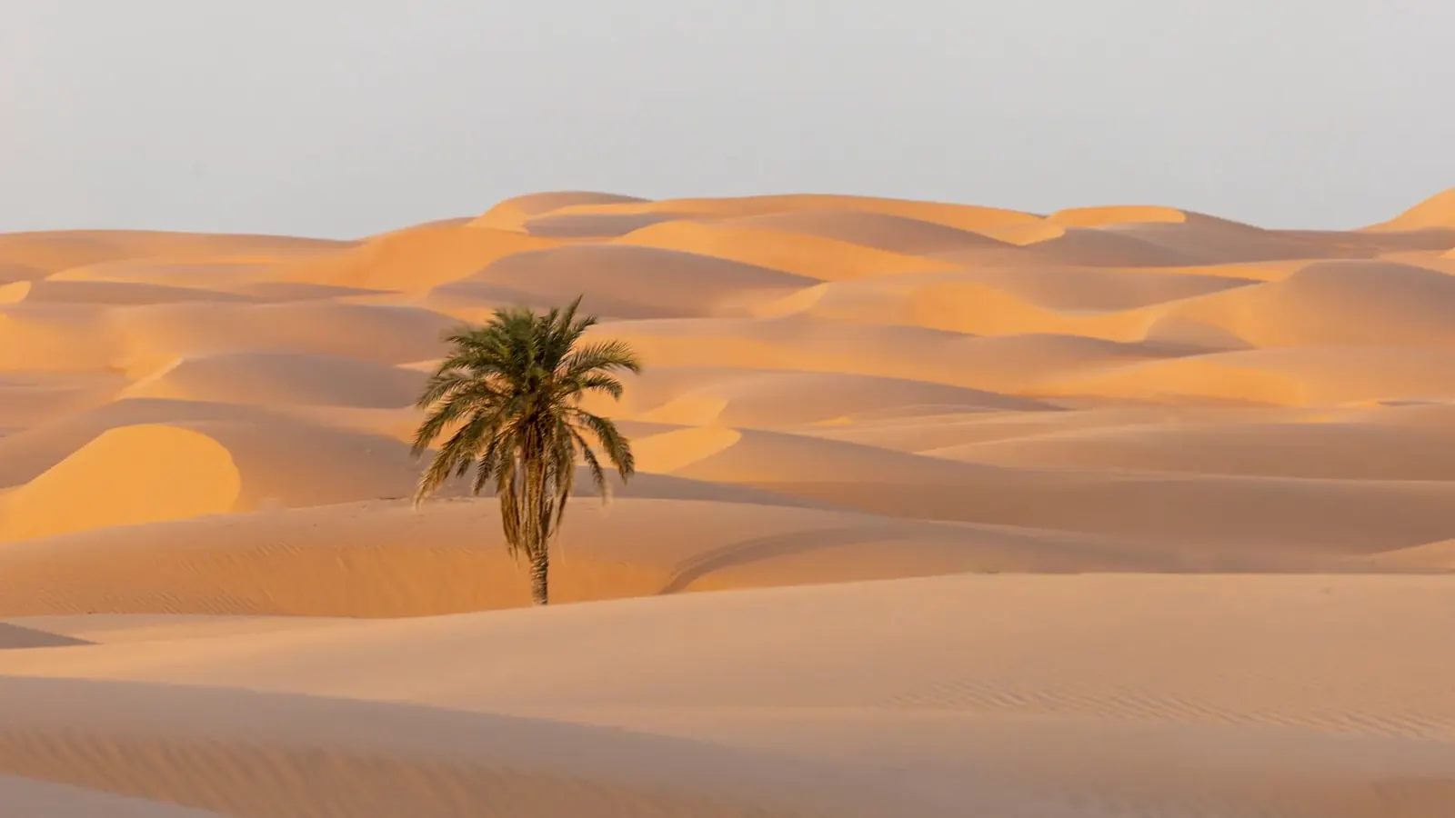 Dune et palmier isolé dans le désert de l'Adrar