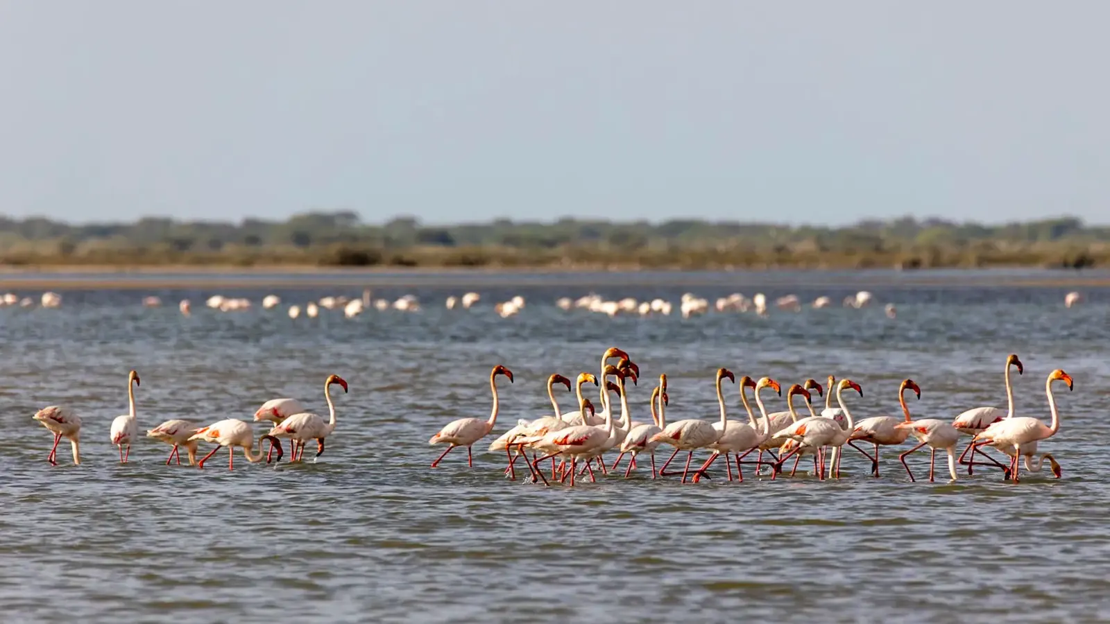 Flamants roses au banc d'Arguin